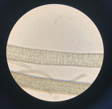algae sample 2